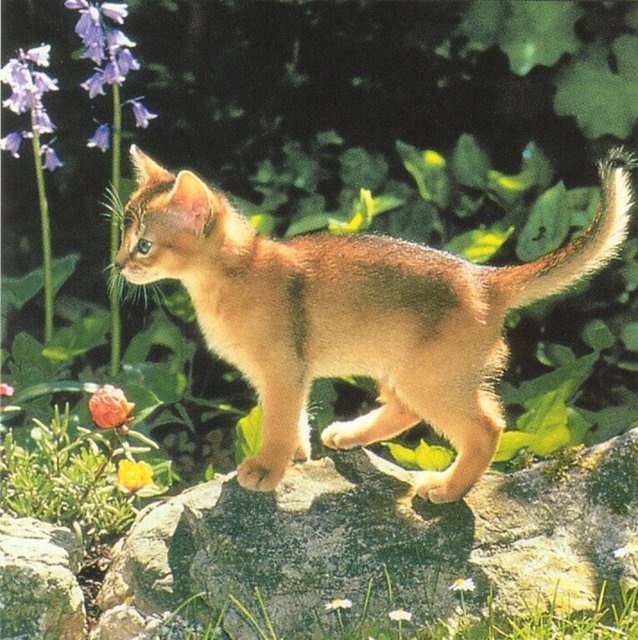 Gatti (318)